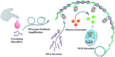 Graphical abstract: An exploration of nucleic acid liquid biopsy using a glucose meter