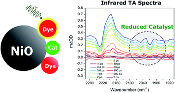 Graphical abstract: Direct evidence of catalyst reduction on dye and catalyst co-sensitized NiO photocathodes by mid-infrared transient absorption spectroscopy