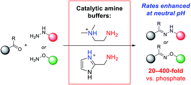 Graphical abstract: Exceptionally rapid oxime and hydrazone formation promoted by catalytic amine buffers with low toxicity