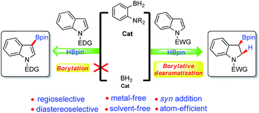 Graphical abstract: Metal-free borylative dearomatization of indoles: exploring the divergent reactivity of aminoborane C–H borylation catalysts