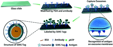Graphical abstract: An ultrasensitive polydopamine bi-functionalized SERS immunoassay for exosome-based diagnosis and classification of pancreatic cancer