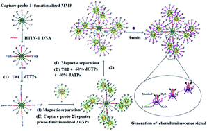 Graphical abstract: Controllable fabrication of bio-bar codes for dendritically amplified sensing of human T-lymphotropic viruses