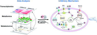 Multi-omics and temporal dynamics profiling reveal disruption of central metabolism in Helicobacter pylori on bismuth treatment; 10.1039/C8SC01668B; Bingjie Han, Zhen Zhang, Yanxuan Xie, Xuqiao Hu, Haibo Wang, Wei Xia, Yulan Wang, Hongyan Li, Yuchuan Wang and Hongzhe Sun