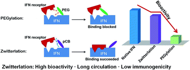 Graphical abstract: Zwitterlation mitigates protein bioactivity loss in vitro over PEGylation