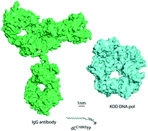 Graphical abstract: Antibody–nucleotide conjugate as a substrate for DNA polymerases