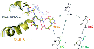 Graphical abstract: Overcoming conservation in TALE–DNA interactions: a minimal repeat scaffold enables selective recognition of an oxidized 5-methylcytosine