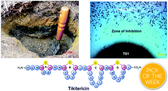 Graphical abstract: Genome mining, isolation, chemical synthesis and biological evaluation of a novel lanthipeptide, tikitericin, from the extremophilic microorganism Thermogemmatispora strain T81