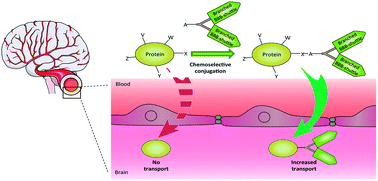 Graphical abstract: Branched BBB-shuttle peptides: chemoselective modification of proteins to enhance blood–brain barrier transport