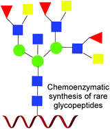 Graphical abstract: Chemoenzymatic synthesis of glycopeptides bearing rare N-glycan sequences with or without bisecting GlcNAc