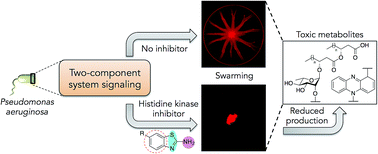 Disarming the virulence arsenal of Pseudomonas aeruginosa by blocking two-component system signaling;10.1039/C8SC02496K;Manibarsha Goswami,Adeline Espinassea and Erin E.Carlson