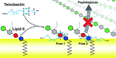 Graphical abstract: Probing key elements of teixobactin–lipid II interactions in membranes