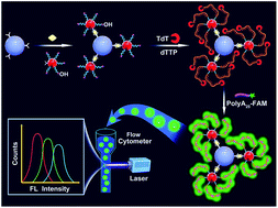 Graphical abstract: An ultrasensitive flow cytometric immunoassay based on bead surface-initiated template-free DNA extension