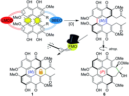 Graphical abstract: Heterologous biosynthesis of elsinochrome A sheds light on the formation of the photosensitive perylenequinone system