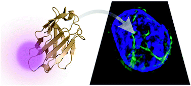 Graphical abstract: Live-cell labeling of endogenous proteins with nanometer precision by transduced nanobodies