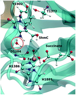 Graphical abstract: Insight into wild-type and T1372E TET2-mediated 5hmC oxidation using ab initio QM/MM calculations