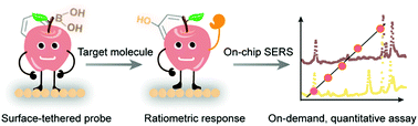 Graphical abstract: On-demand quantitative SERS bioassays facilitated by surface-tethered ratiometric probes