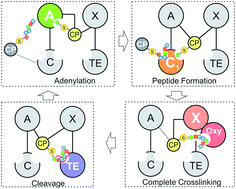 Graphical abstract: The biosynthetic implications of late-stage condensation domain selectivity during glycopeptide antibiotic biosynthesis