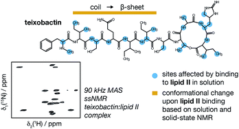 Graphical abstract: Structural studies suggest aggregation as one of the modes of action for teixobactin