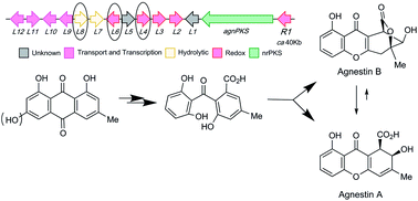 Graphical abstract: Characterisation of the biosynthetic pathway to agnestins A and B reveals the reductive route to chrysophanol in fungi