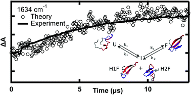 Graphical abstract: A quantitative connection of experimental and simulated folding landscapes by vibrational spectroscopy