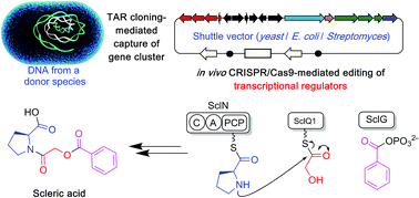 Graphical abstract: Triggering the expression of a silent gene cluster from genetically intractable bacteria results in scleric acid discovery