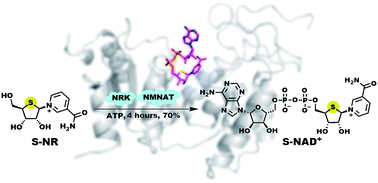 Graphical abstract: Facile chemoenzymatic synthesis of a novel stable mimic of NAD+