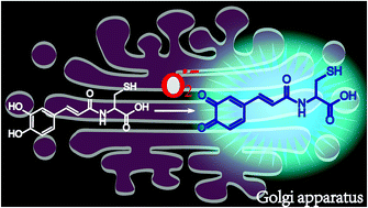 Graphical abstract: Two-photon fluorescence imaging reveals a Golgi apparatus superoxide anion-mediated hepatic ischaemia-reperfusion signalling pathway