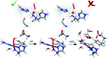 Graphical abstract: Mechanism of hydrogen peroxide formation by lytic polysaccharide monooxygenase