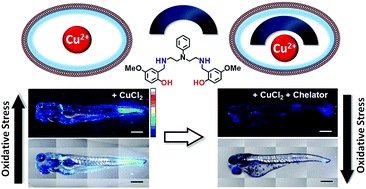 Graphical abstract: Cu2+ selective chelators relieve copper-induced oxidative stress in vivo