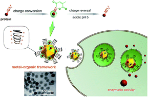 Graphical abstract: Superoxide dismutase transcellular shuttle constructed from dendritic MOF and charge reversible protein derivatives