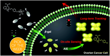 Graphical abstract: An enzyme-activatable probe liberating AIEgens: on-site sensing and long-term tracking of β-galactosidase in ovarian cancer cells