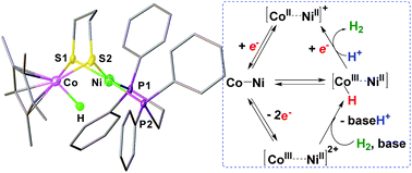 Graphical abstract: Bimetallic nickel–cobalt hydrides in H2 activation and catalytic proton reduction