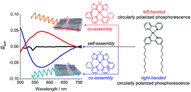 Graphical abstract: Amplified circularly polarized phosphorescence from co-assemblies of platinum(ii) complexes