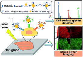 Graphical abstract: Bifunctional cleavable probes for in situ multiplexed glycan detection and imaging using mass spectrometry