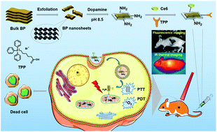 Graphical abstract: Functional black phosphorus nanosheets for mitochondria-targeting photothermal/photodynamic synergistic cancer therapy