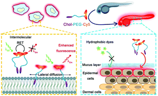 Graphical abstract: Efficient cell surface labelling of live zebrafish embryos: wash-free fluorescence imaging for cellular dynamics tracking and nanotoxicity evaluation