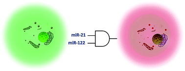 Graphical abstract: Dual-microRNA-controlled double-amplified cascaded logic DNA circuits for accurate discrimination of cell subtypes