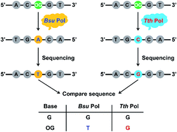Graphical abstract: Location analysis of 8-oxo-7,8-dihydroguanine in DNA by polymerase-mediated differential coding