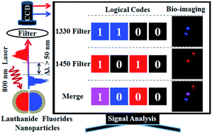 Graphical abstract: Orthogonal shortwave infrared emission based on rare earth nanoparticles for interference-free logical codes and bio-imaging