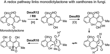 Graphical abstract: Structure revision of cryptosporioptides and determination of the genetic basis for dimeric xanthone biosynthesis in fungi