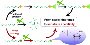 Graphical abstract: Substrate specificity-enabled terminal protection for direct quantification of circulating MicroRNA in patient serums