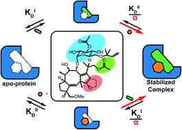 Graphical abstract: Cooperativity basis for small-molecule stabilization of protein–protein interactions