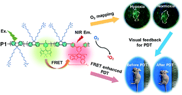 Graphical abstract: Enhancing singlet oxygen generation in semiconducting polymer nanoparticles through fluorescence resonance energy transfer for tumor treatment