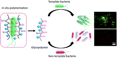 Graphical abstract: Synthesis of glycopolymers with specificity for bacterial strains via bacteria-guided polymerization