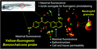 Graphical abstract: Ultraspecific live imaging of the dynamics of zebrafish neutrophil granules by a histopermeable fluorogenic benzochalcone probe