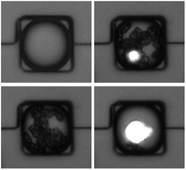 Graphical abstract: Crystallization kinetics of amorphous calcium carbonate in confinement