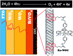 Graphical abstract: A hybrid molecular photoanode for efficient light-induced water oxidation