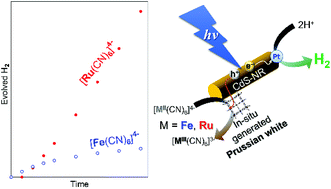 Graphical abstract: Photocatalytic hydrogen evolution driven by platinated CdS nanorods with a hexacyanidoruthenate redox mediator