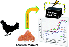 Graphical abstract: Converting chicken manure into highly active N–P co-doped metal-free biocarbon electrocatalysts: effect of chemical treatment on their catalytic activity for the ORR