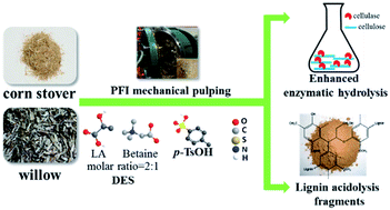 Graphical abstract: Comparing a deep eutectic solvent (DES) to a hydrotrope for their ability to enhance the fractionation and enzymatic hydrolysis of willow and corn stover